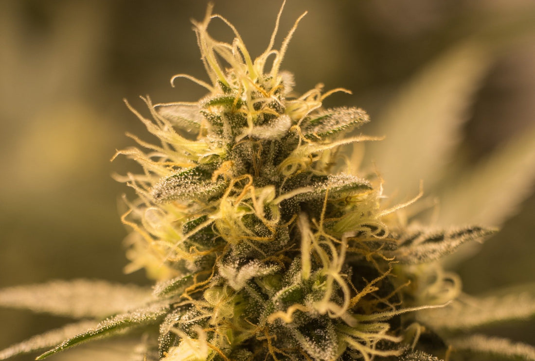 Hemp CBD oils - what do I look out for?