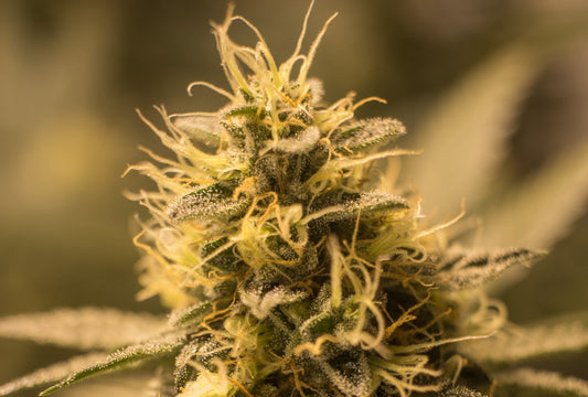 Hemp CBD oils - what do I look out for?