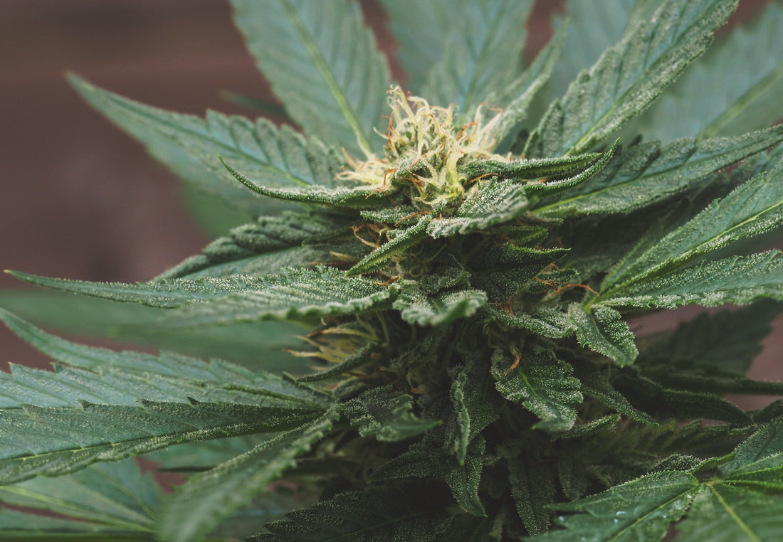 Terpene infused CBD Crystals UK