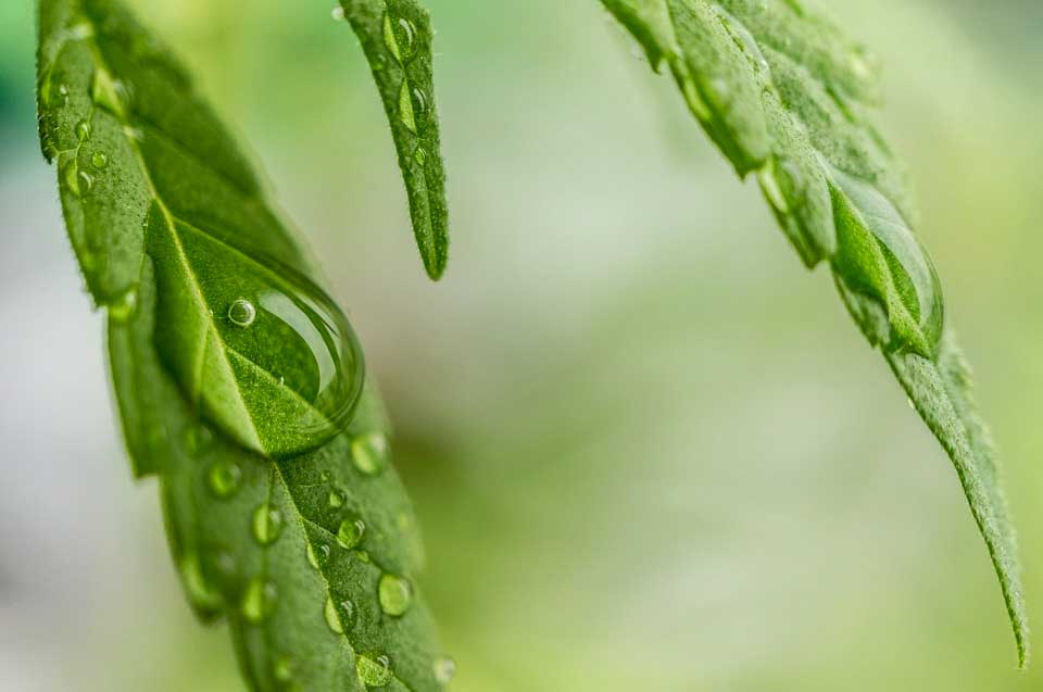 CBD Oil - What is it? and what does it do?