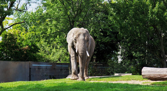 How elephants are using CBD to relax