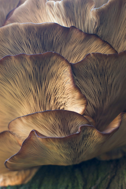 Exploring the Potential of Mushroom Extract Resin: A Game-Changer for Mushroom Supplements in the UK