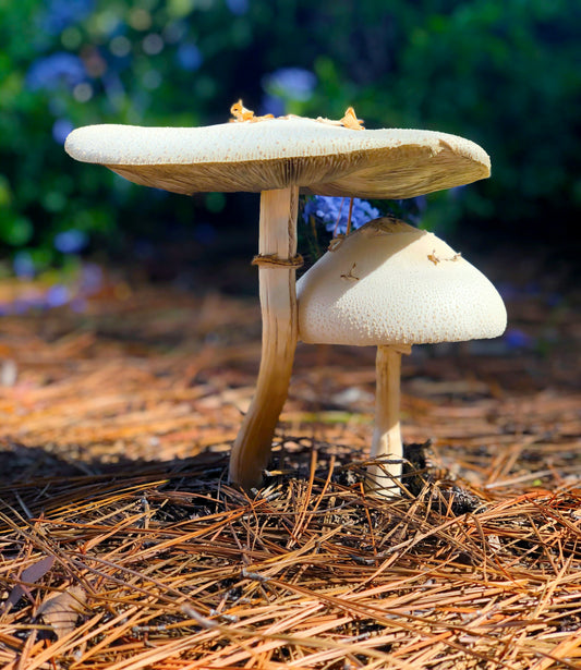 Pure and Potent: Discover the Superiority of Our Mushroom Extracts.