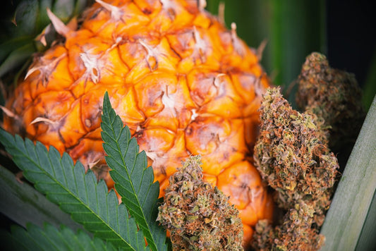 From Pineapple to Mango: Understanding the Natural Fruit Flavours of Cannabis